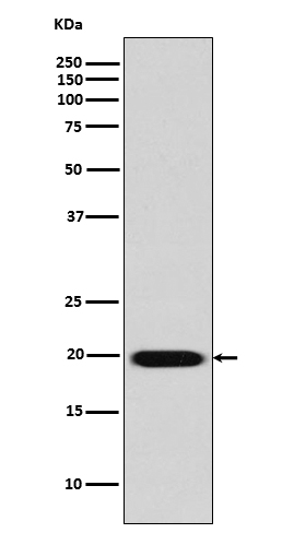 Rabbit monoclonal antibody