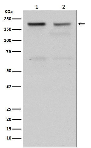Rabbit monoclonal antibody
