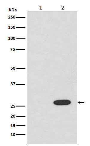 Rabbit monoclonal antibody