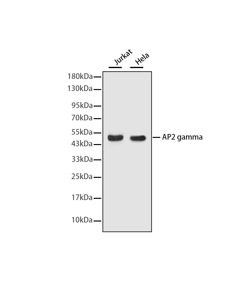 Rabbit monoclonal antibody