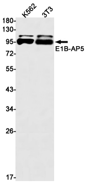 Rabbit monoclonal antibody