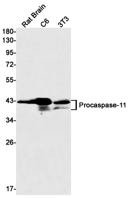 Rabbit monoclonal antibody