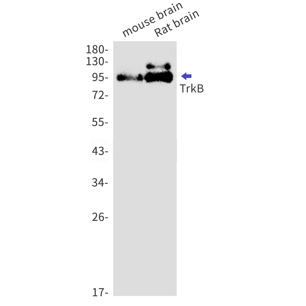Rabbit monoclonal antibody