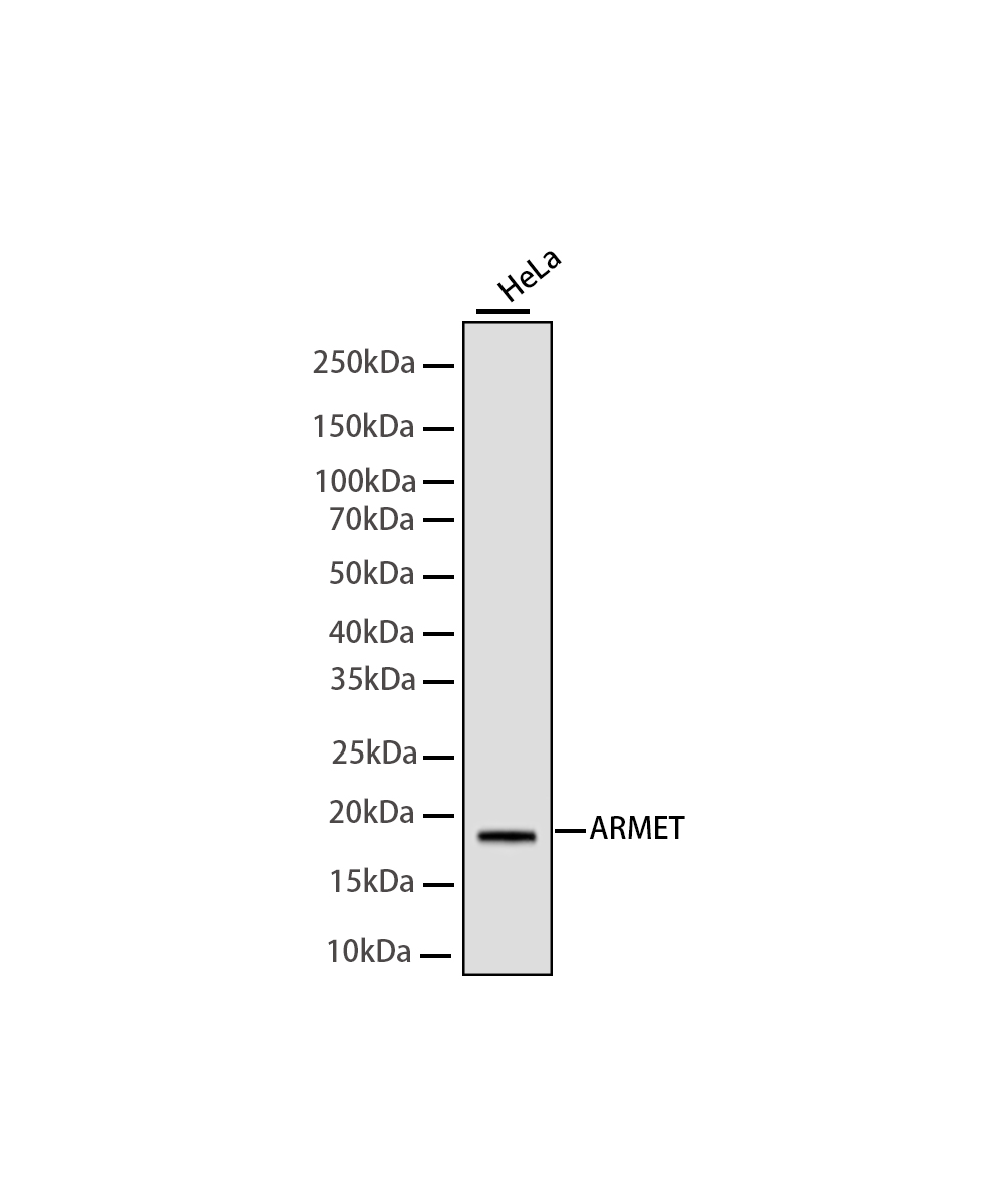 Rabbit monoclonal antibody