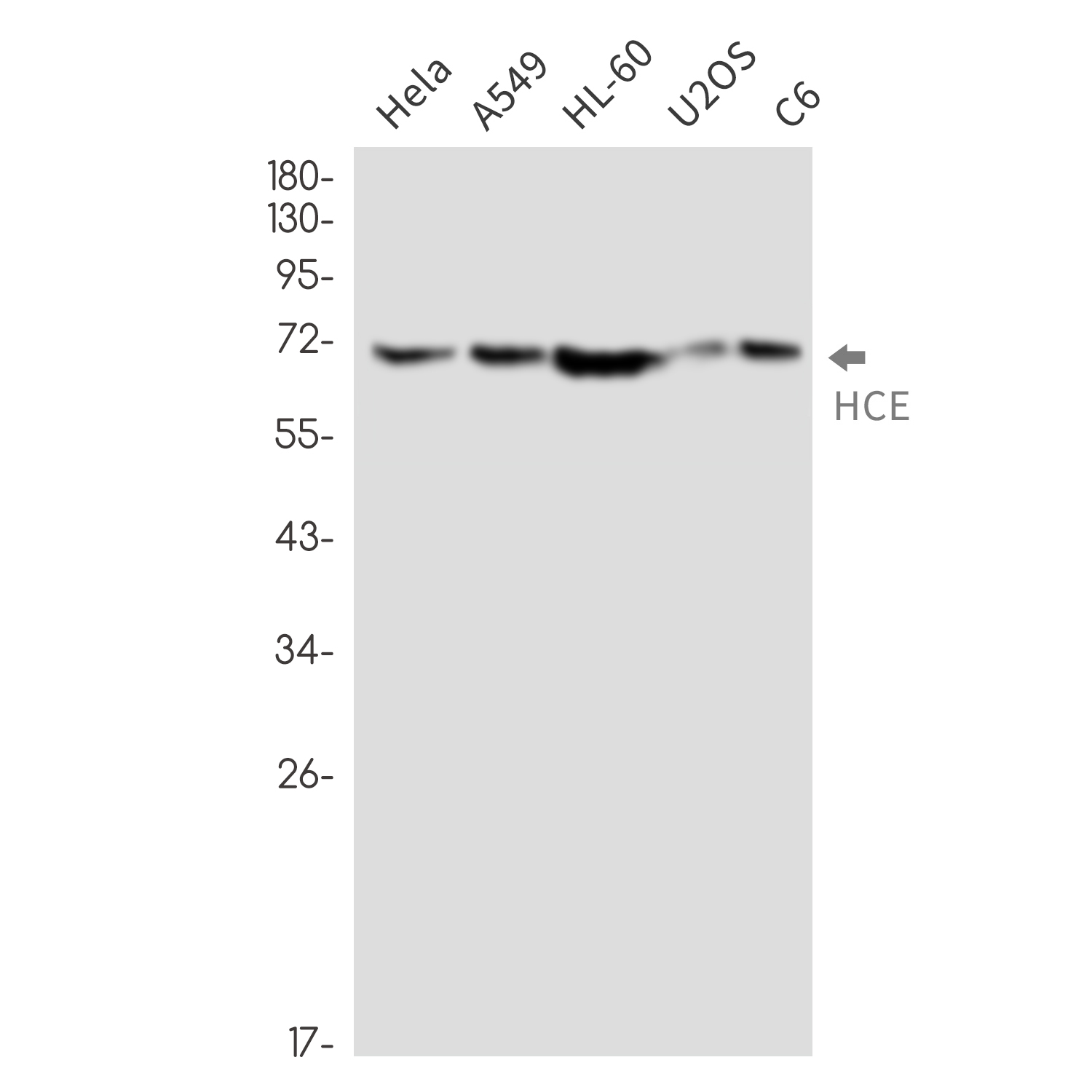 Rabbit monoclonal antibody