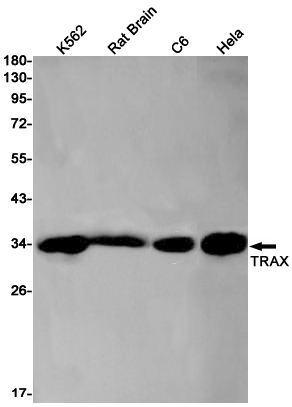 Rabbit monoclonal antibody