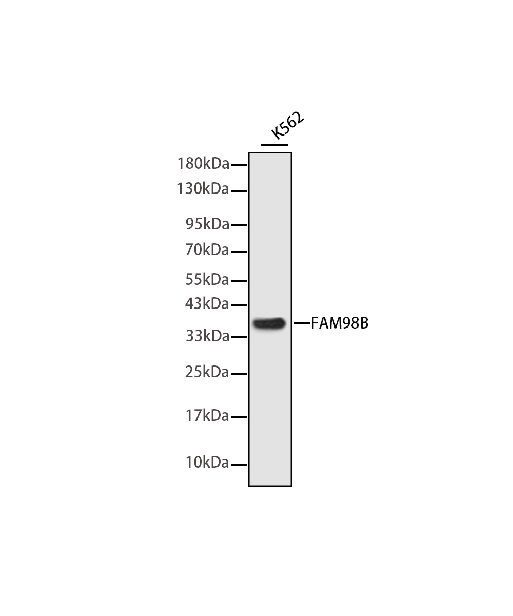 Rabbit monoclonal antibody