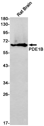 Rabbit monoclonal antibody