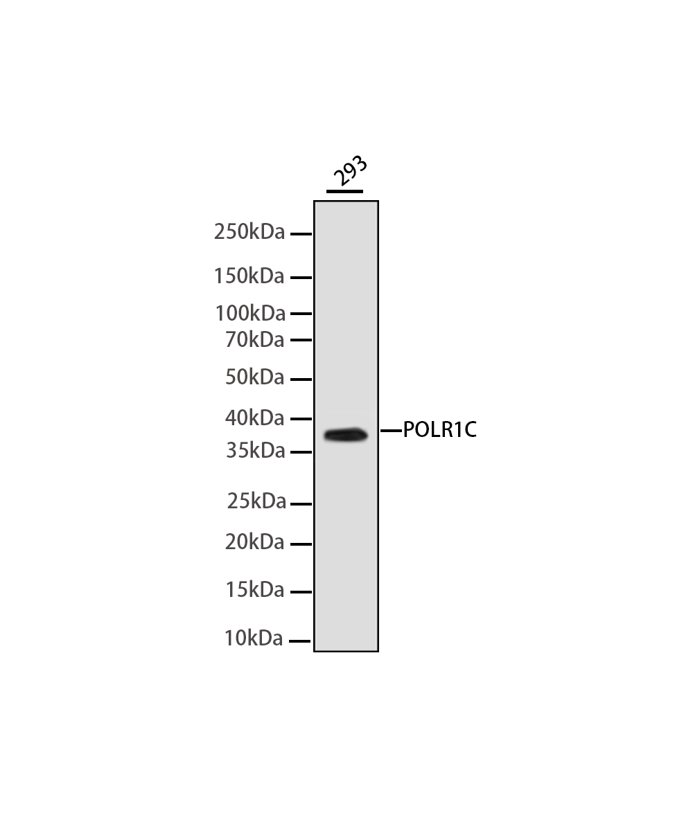Rabbit monoclonal antibody