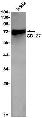 Rabbit monoclonal antibody
