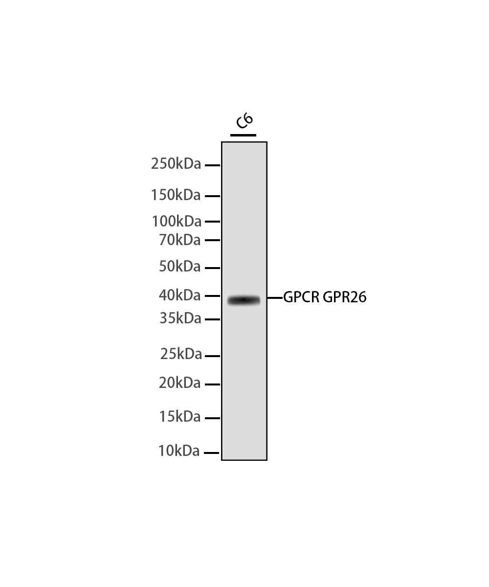 Rabbit monoclonal antibody