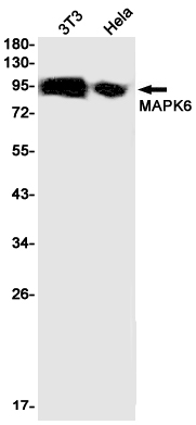 Rabbit monoclonal antibody
