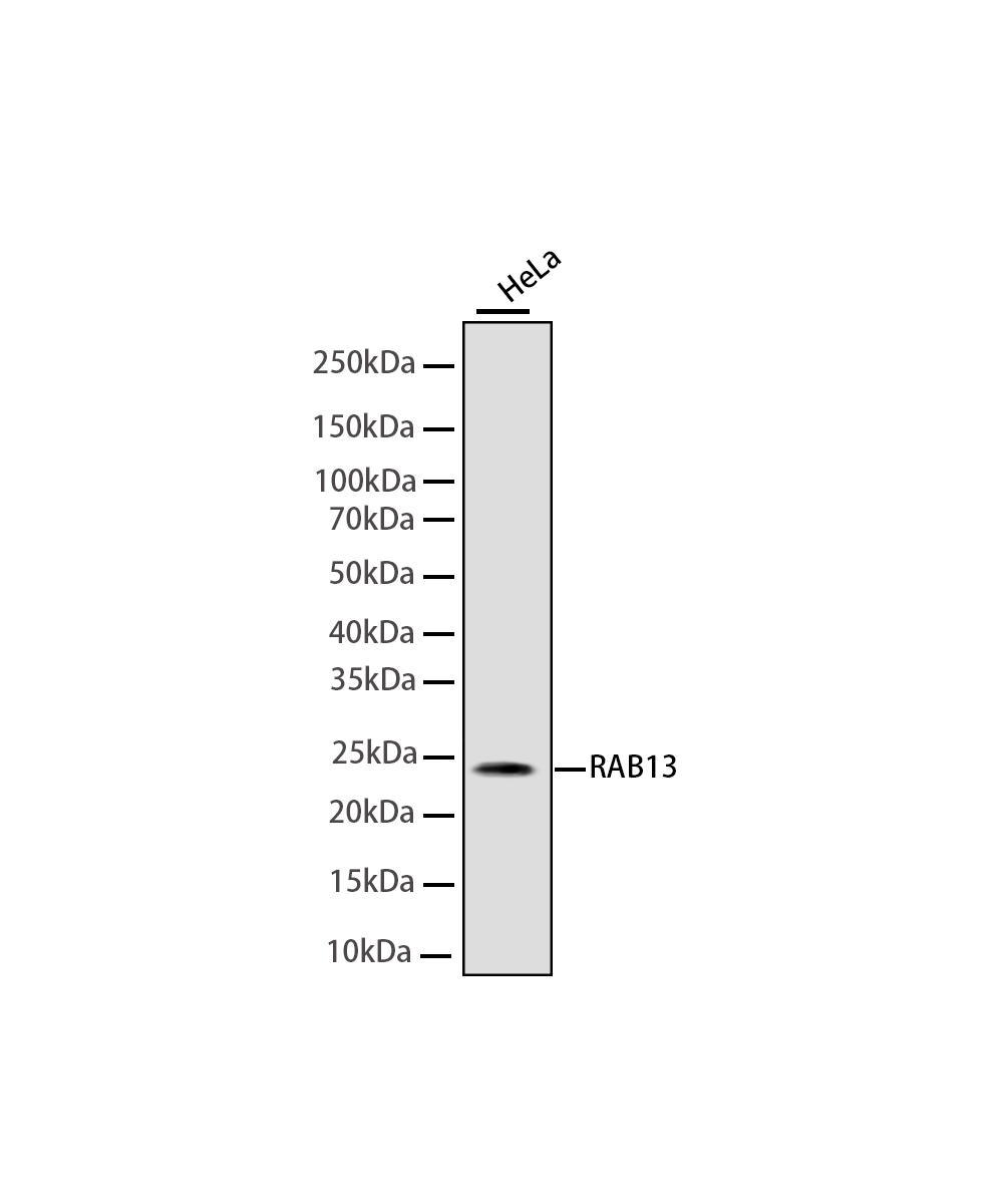 RAB13 Rabbit mAb
