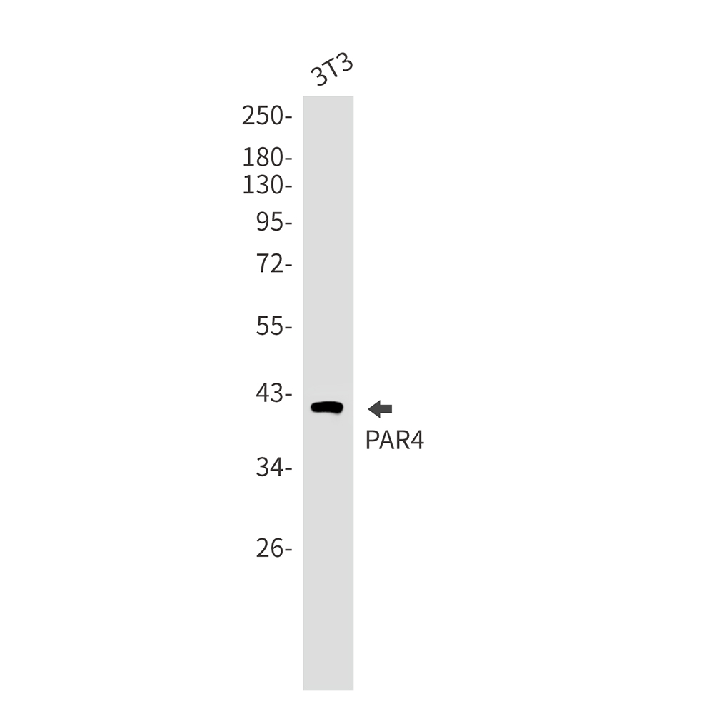 Rabbit monoclonal antibody
