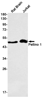 Rabbit monoclonal antibody