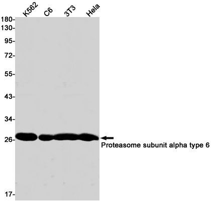 Rabbit monoclonal antibody