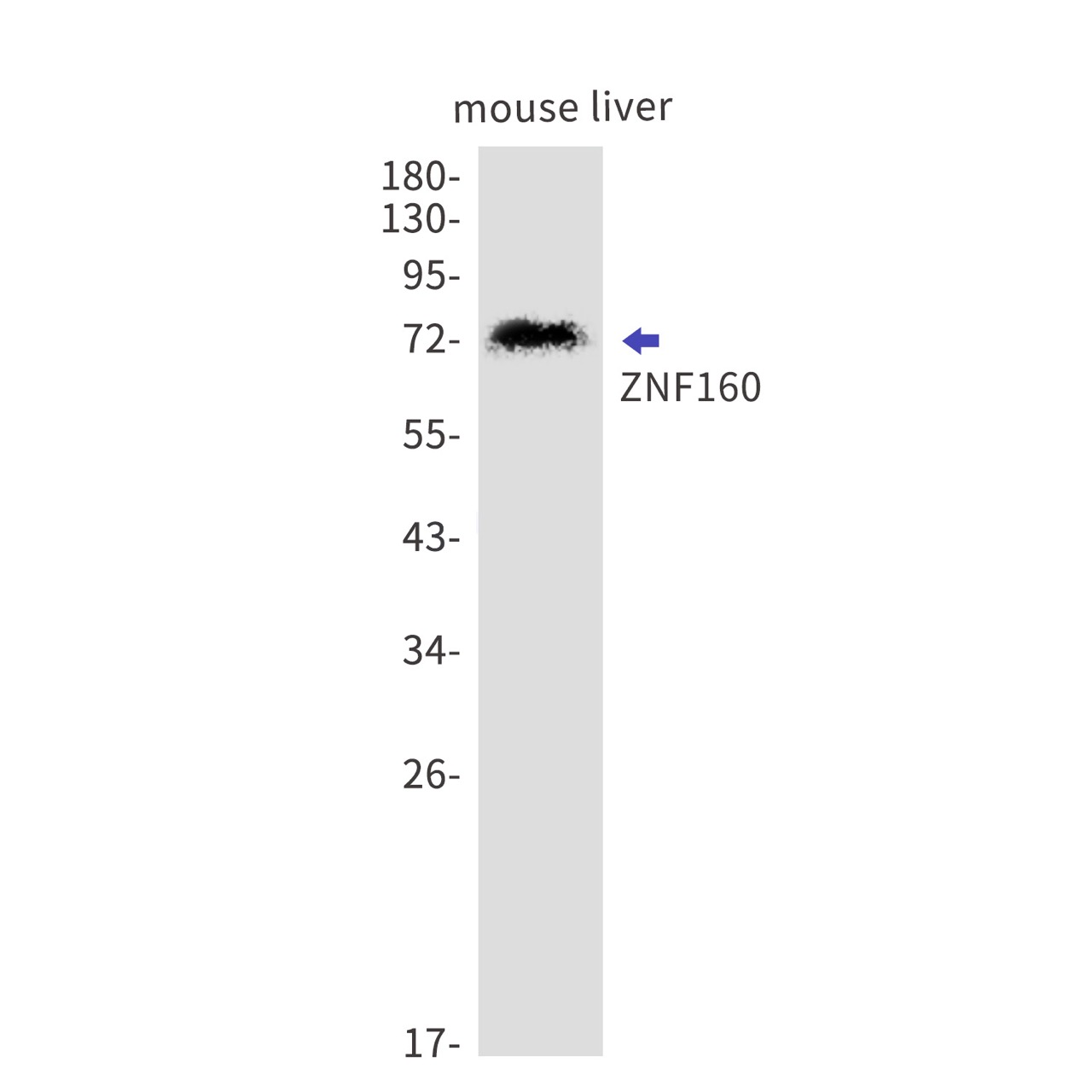 Rabbit monoclonal antibody