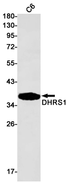 Rabbit monoclonal antibody