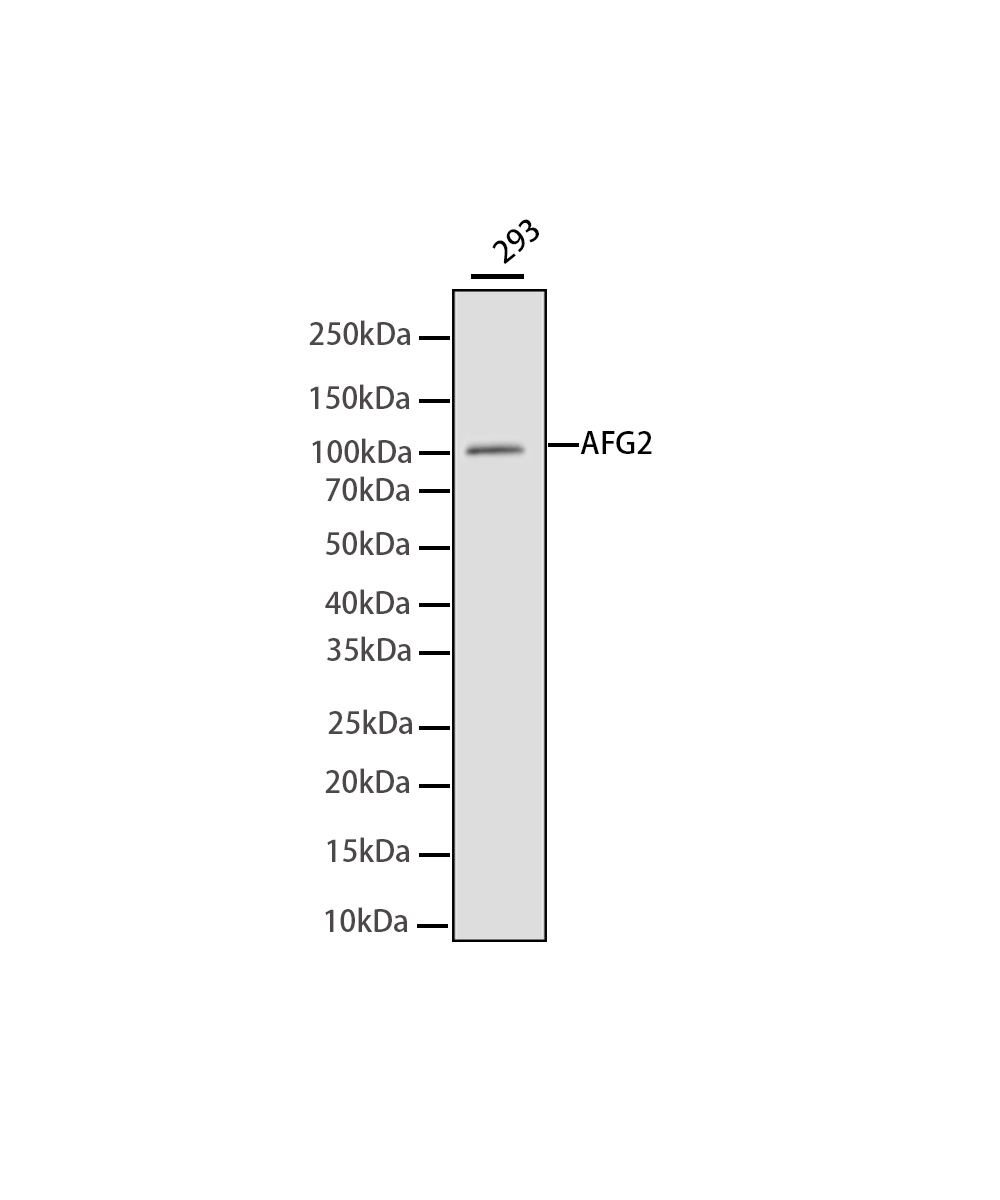 Rabbit monoclonal antibody