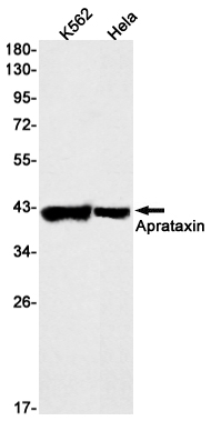 Rabbit monoclonal antibody
