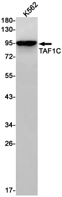Rabbit monoclonal antibody