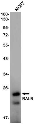 Rabbit monoclonal antibody