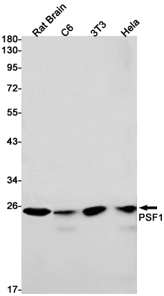 Rabbit monoclonal antibody