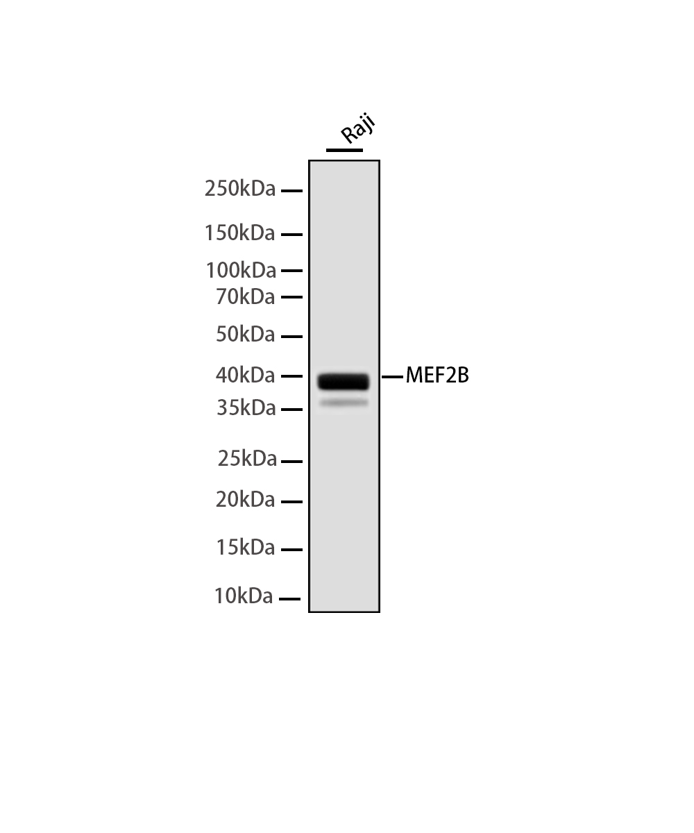 Rabbit monoclonal antibody