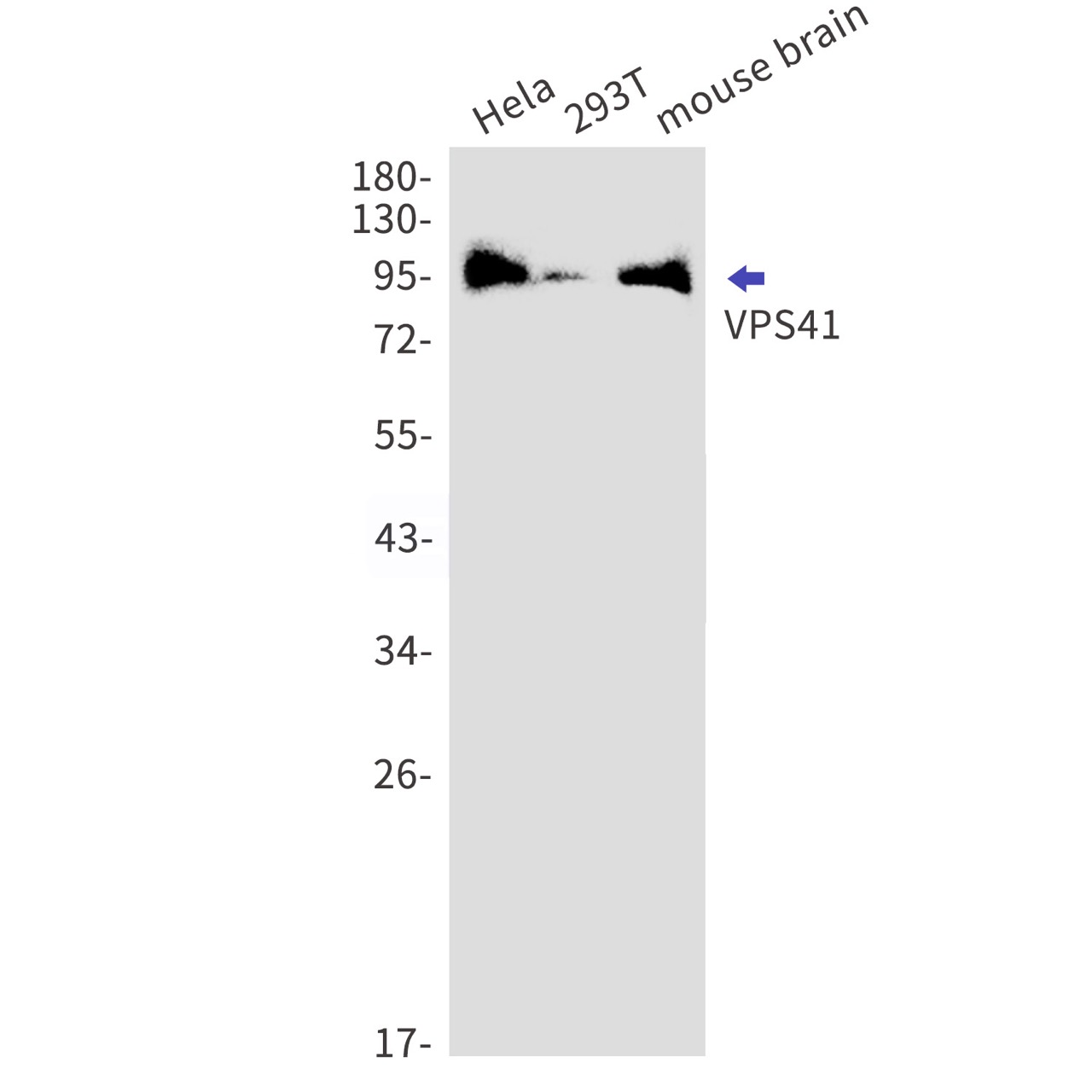 Rabbit monoclonal antibody