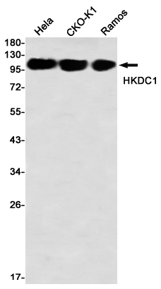 Rabbit monoclonal antibody