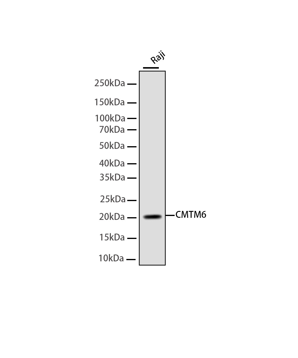 Rabbit monoclonal antibody