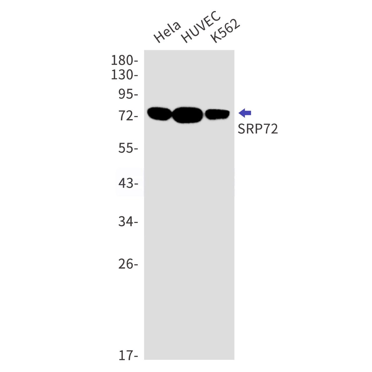 Rabbit monoclonal antibody