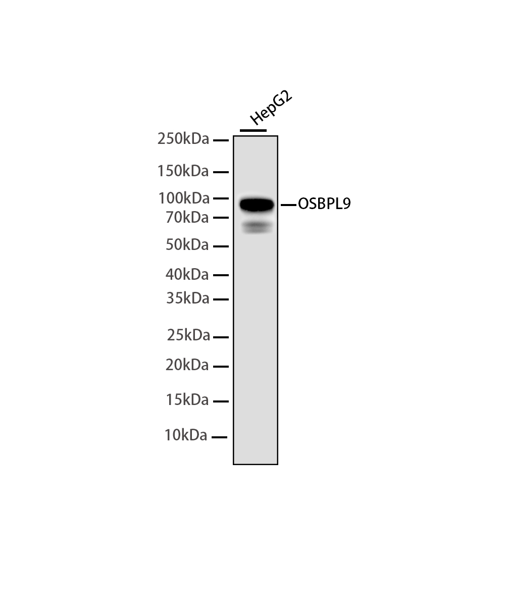 Rabbit monoclonal antibody
