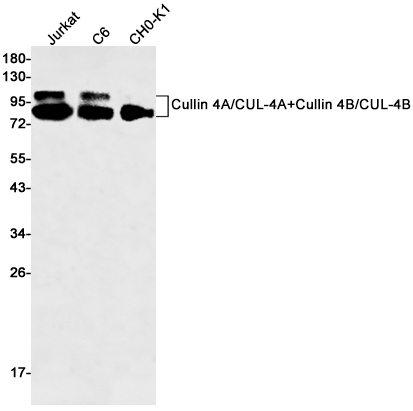 Rabbit monoclonal antibody