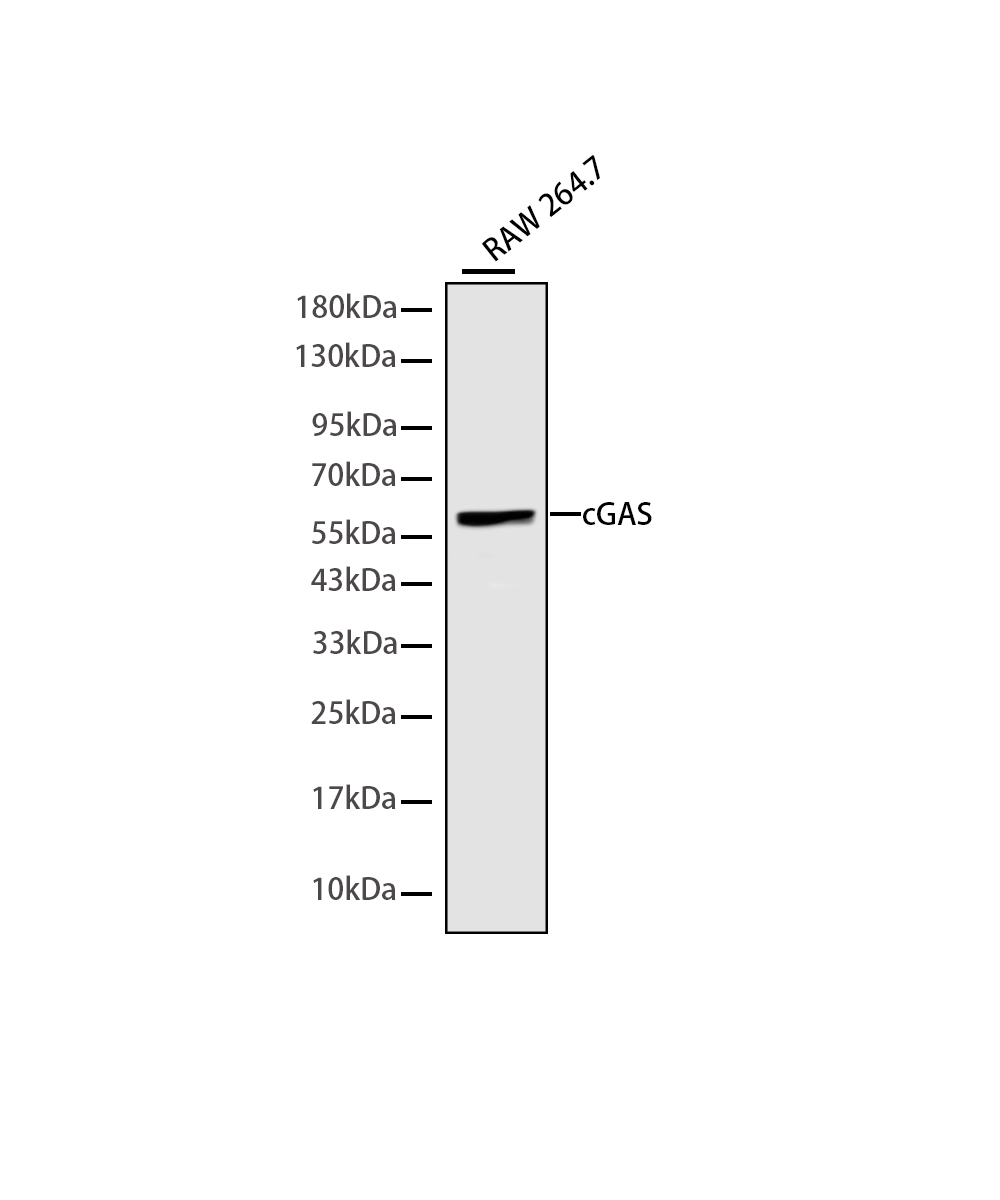 Rabbit monoclonal antibody