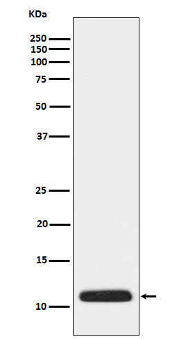 Rabbit monoclonal antibody
