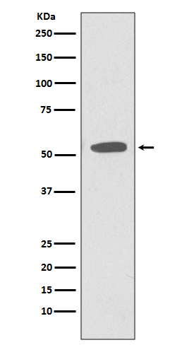 Rabbit monoclonal antibody