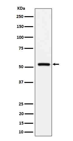 Rabbit monoclonal antibody
