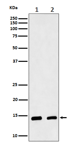Rabbit monoclonal antibody