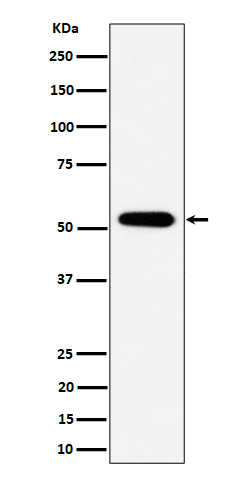 Rabbit monoclonal antibody