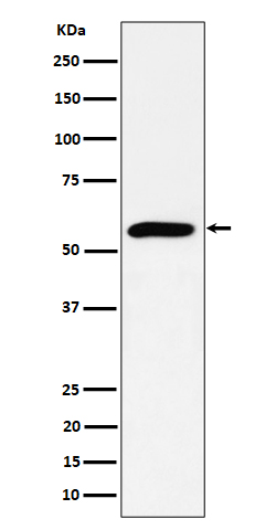 Rabbit monoclonal antibody