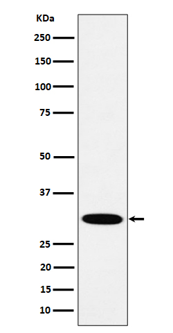 Rabbit monoclonal antibody