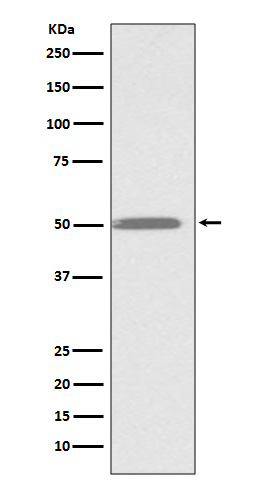 Rabbit monoclonal antibody