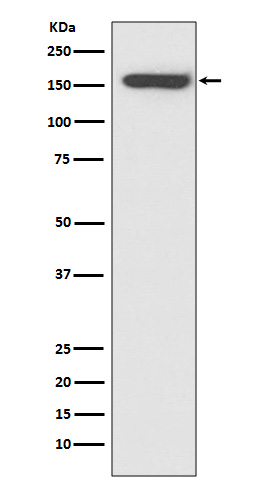 Rabbit monoclonal antibody