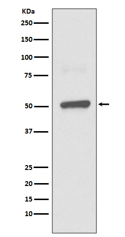 Rabbit monoclonal antibody