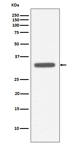 Rabbit monoclonal antibody