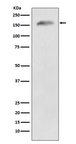 Rabbit monoclonal antibody