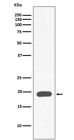 Rabbit monoclonal antibody