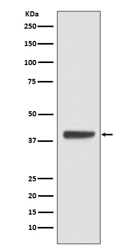 Rabbit monoclonal antibody