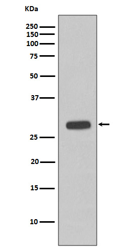 Rabbit monoclonal antibody